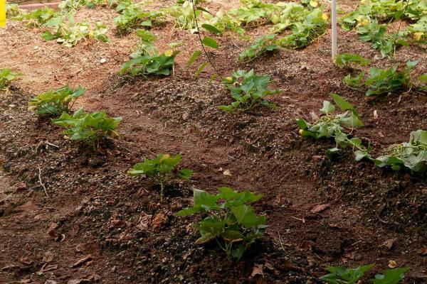 春紅薯種植時(shí)間