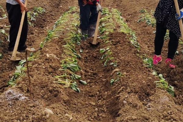 春紅薯種植時(shí)間