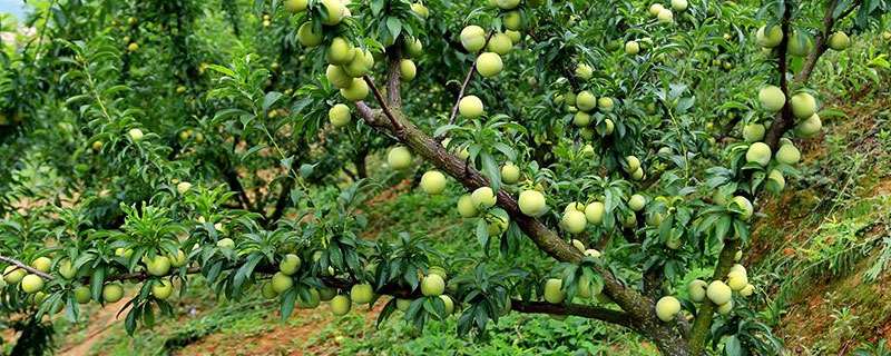 蜂糖李種植對海拔要求