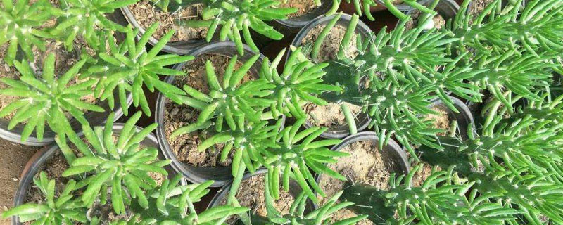 沙漠將軍棒的養殖方法