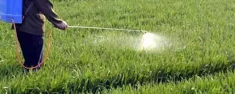 小麥什么時間追施尿素