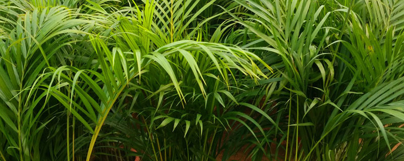 夏威夷竹的養殖方法