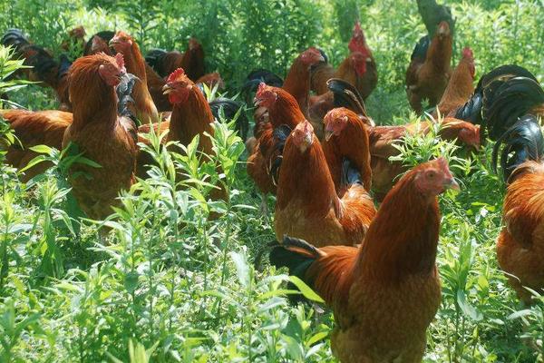 土雞自配飼料秘方