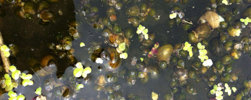 福壽螺養殖畝產多少噸