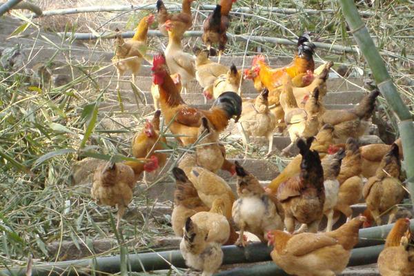 土雞自配飼料秘方