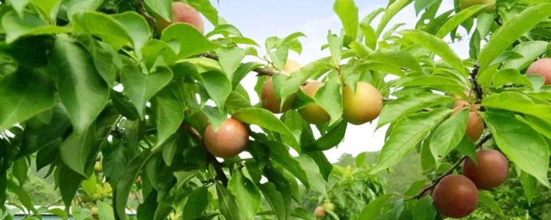 早熟李子優良品種