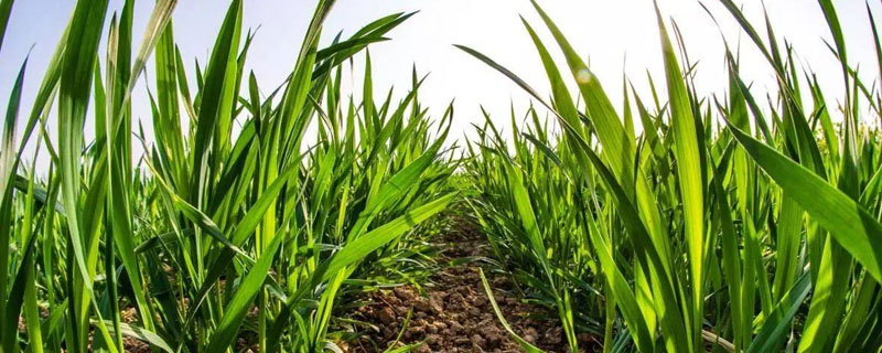 小麥返青期時(shí)間