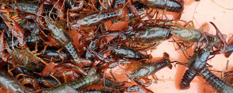 小龍蝦人工養殖畝產大概多少