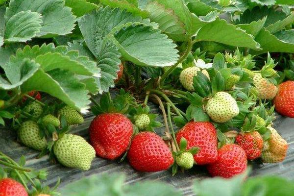 冬天草莓打藥嗎