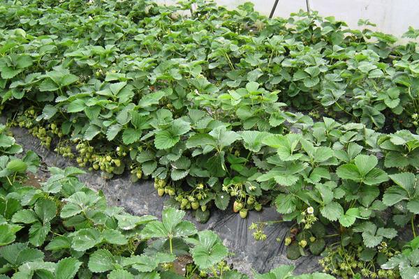 冬天草莓打藥嗎