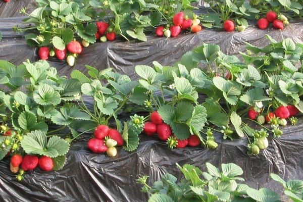 冬天草莓打藥嗎