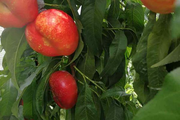 青州桃樹苗新品種