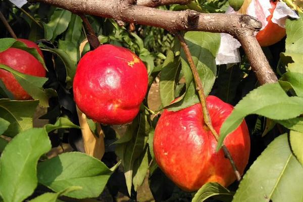 青州桃樹苗新品種