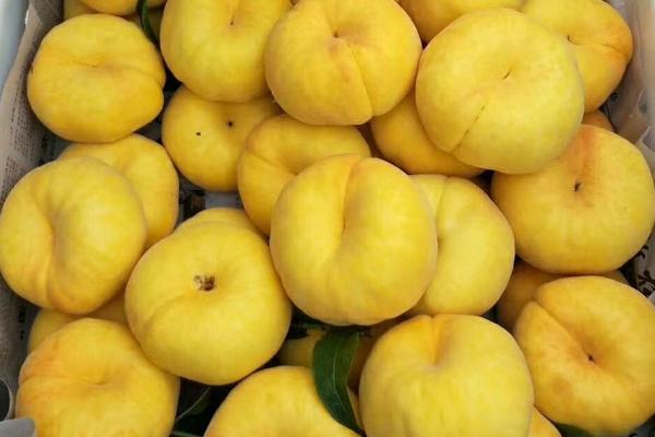 青州桃樹苗新品種