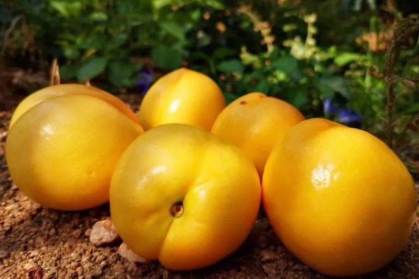 青州桃樹苗新品種