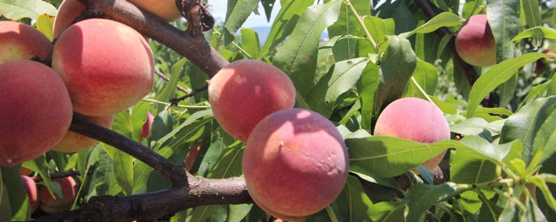 青州桃樹苗新品種