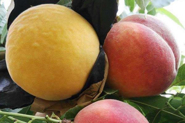 青州桃樹苗新品種