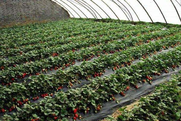 冬天草莓打藥嗎