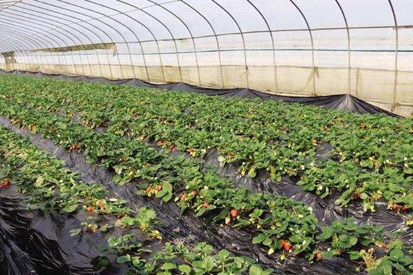 冬天草莓打藥嗎