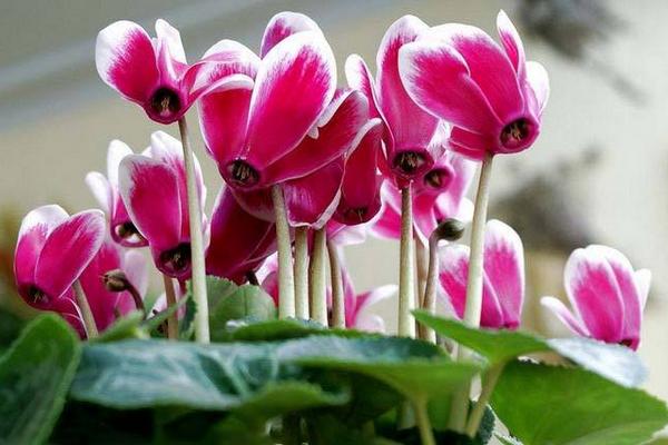 仙客來的養(yǎng)殖方法和注意事項(xiàng)冬天