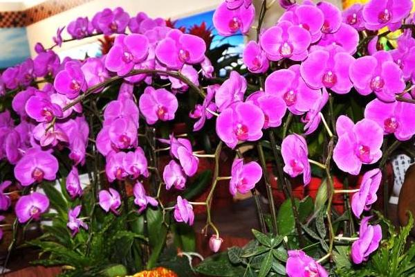 仙客來的養(yǎng)殖方法和注意事項(xiàng)冬天