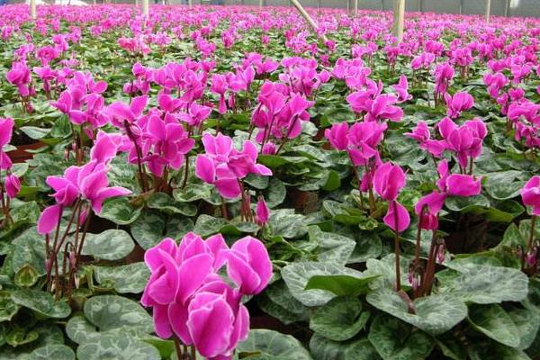 仙客來的養(yǎng)殖方法和注意事項(xiàng)冬天