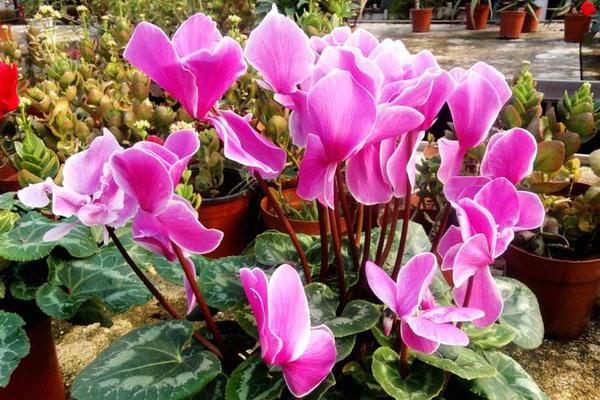 仙客來的養(yǎng)殖方法和注意事項(xiàng)冬天