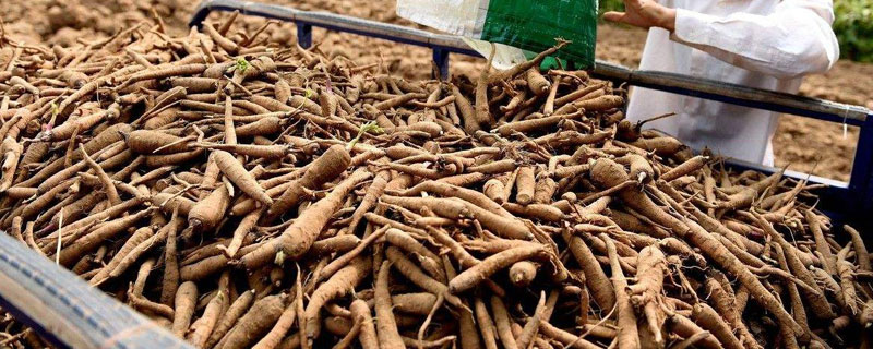 白芷畝產(chǎn)量多少