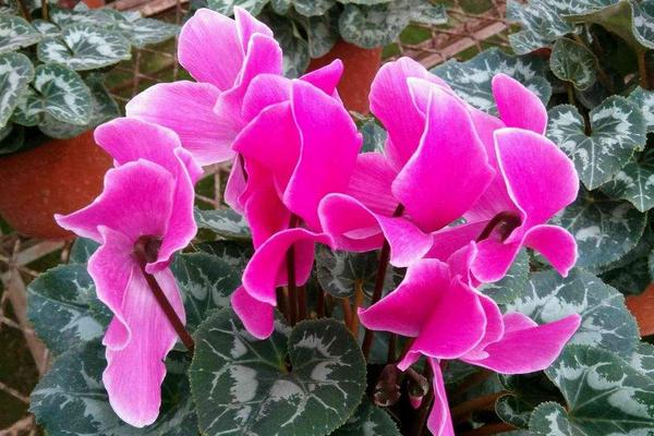 仙客來的養(yǎng)殖方法和注意事項(xiàng)冬天