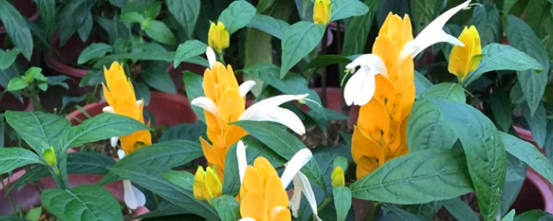 黃金寶塔花的養殖方法