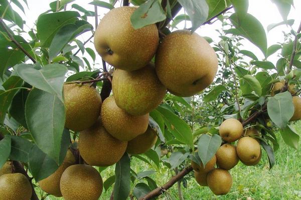 梨樹種植時間和方法