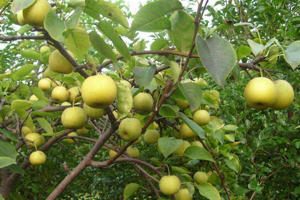 梨樹種植時間和方法