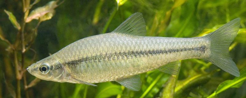 麥穗魚高密度養(yǎng)殖技術(shù)