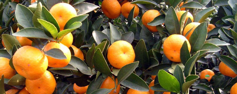 沙糖桔施肥時間和用肥方法