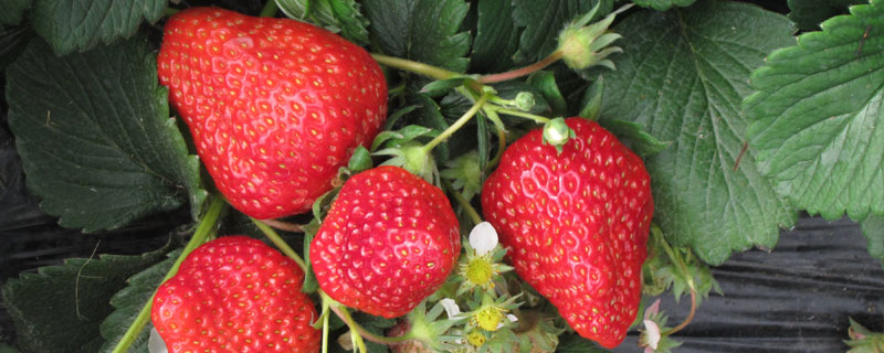 大棚里的草莓打藥嗎
