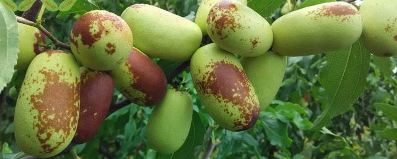 棗樹苗什么時(shí)候種植