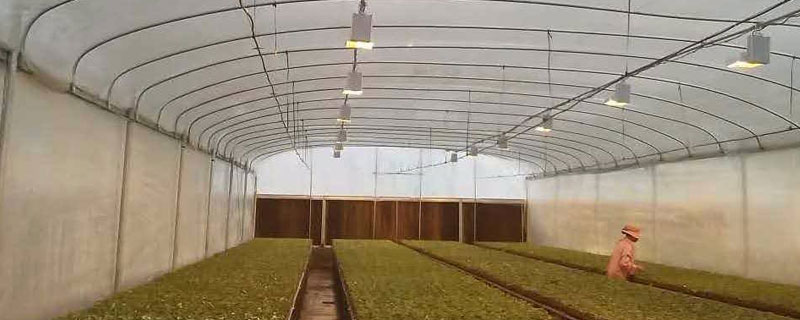 一個大棚需要幾個補光燈