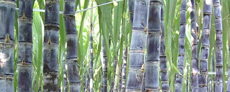 柑蔗的種植方法