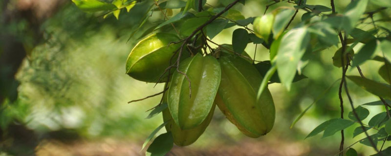 楊桃在北方可以種植嗎