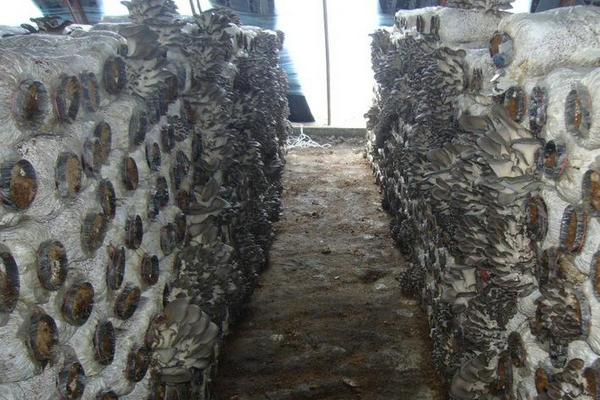 大棚種植什么最簡單