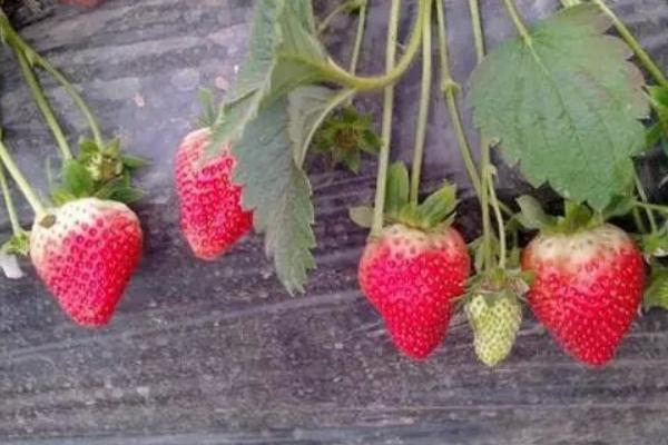 大棚種植什么最簡單