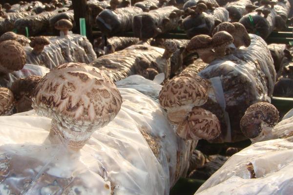 新型的香菇種植技術(shù)