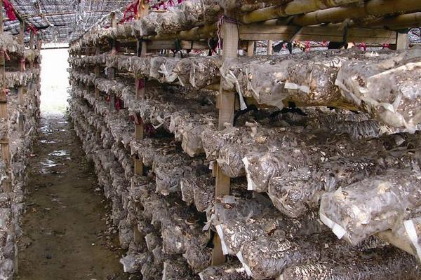 新型的香菇種植技術(shù)