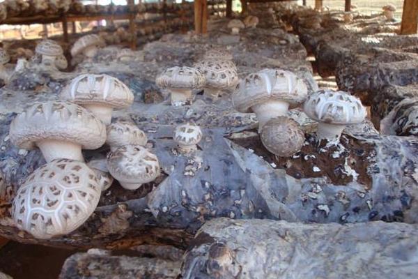 新型的香菇種植技術(shù)