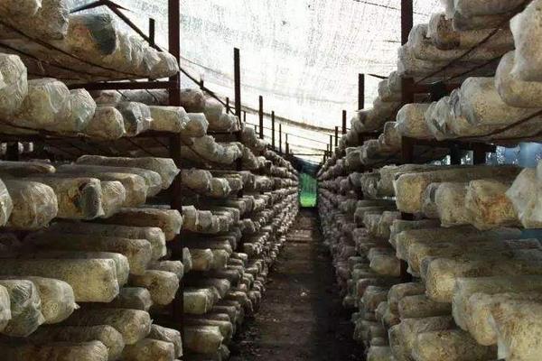 新型的香菇種植技術(shù)