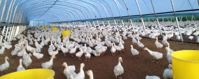 簡易養(yǎng)鵝大棚建設方法