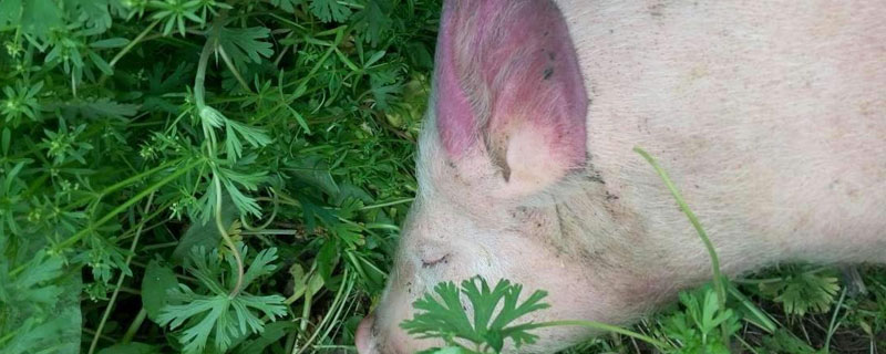 藍耳病治療方案