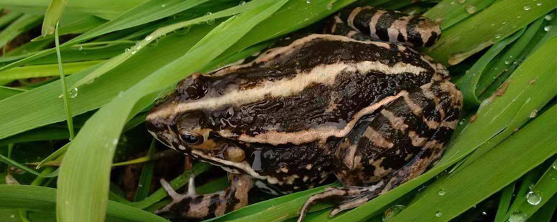 黑斑蛙養(yǎng)殖技術(shù)