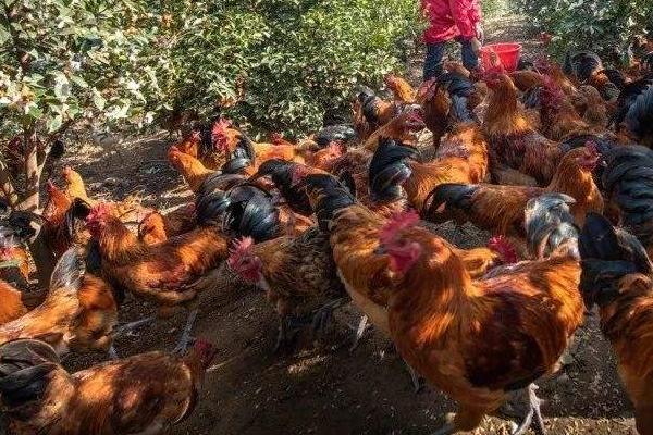 林下養雞技術細則