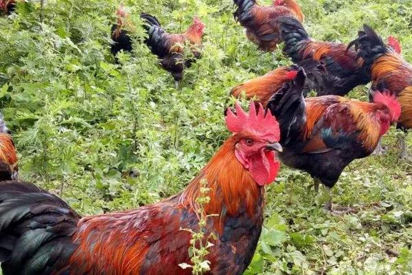 林下養雞技術細則
